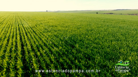 DO SOL P O TRIGO.00_00_21_16.Quadro008_85cfec33b152d739b584ec8cf4a34579eaa8d805.jpg
